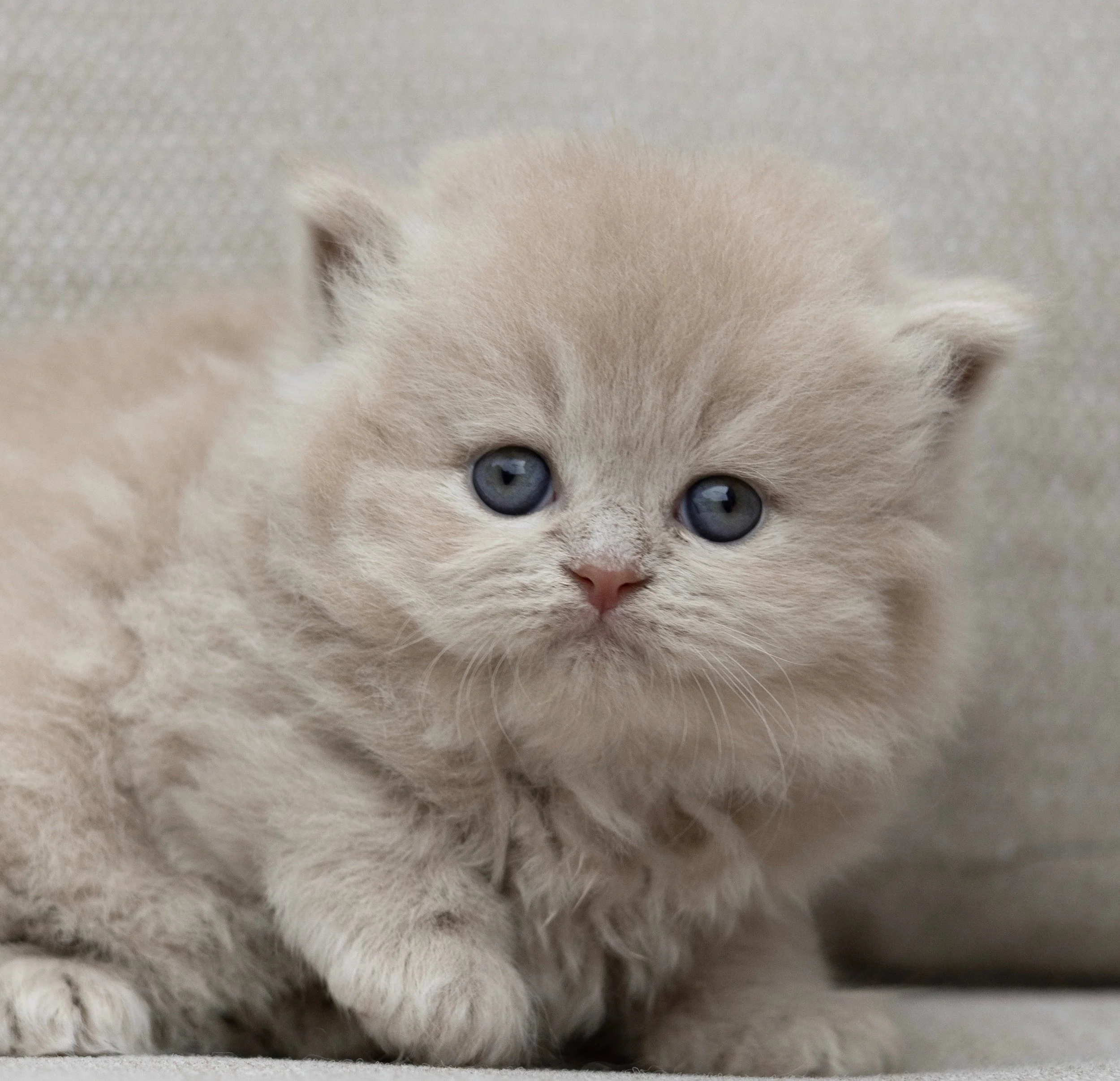 Available British Shorthair Kitten from HoneyDream Cattery -Georgia USA