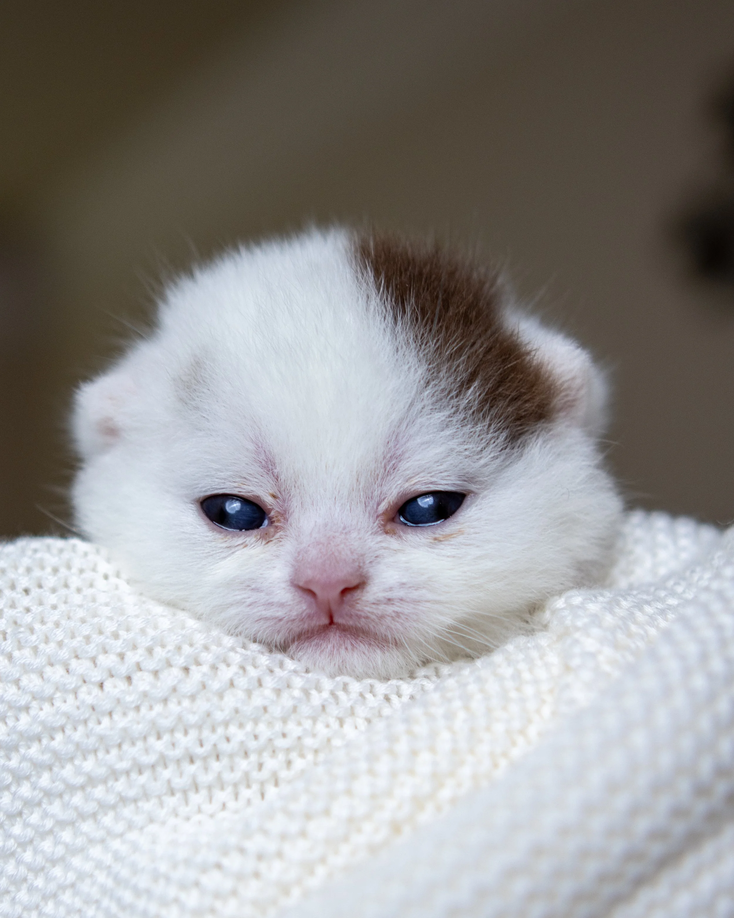 litter J-14-June-25-13.jpg