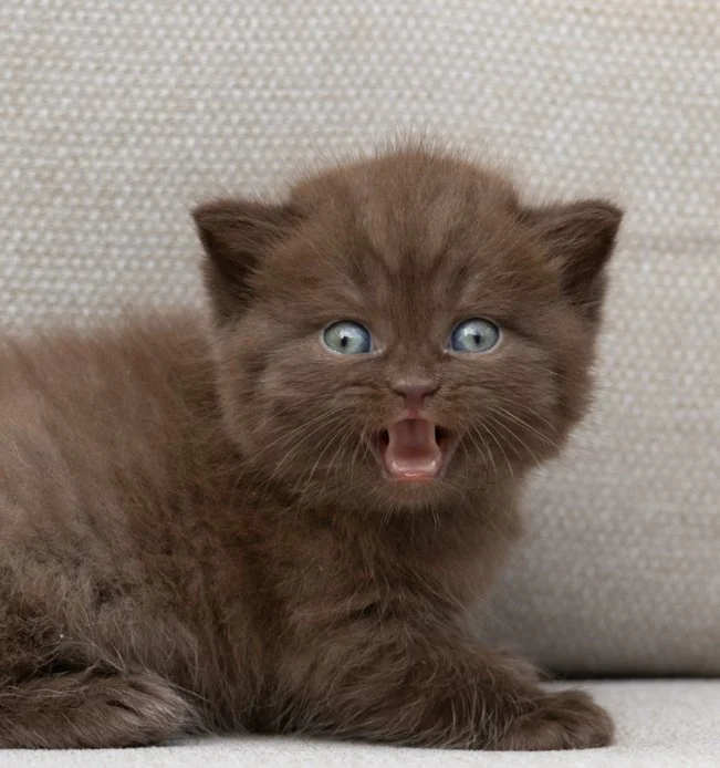 Available British Shorthair Kitten from HoneyDream Cattery -Georgia USA