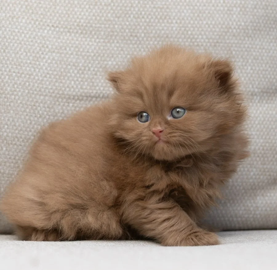 Available British Shorthair Kitten from HoneyDream Cattery -Georgia USA