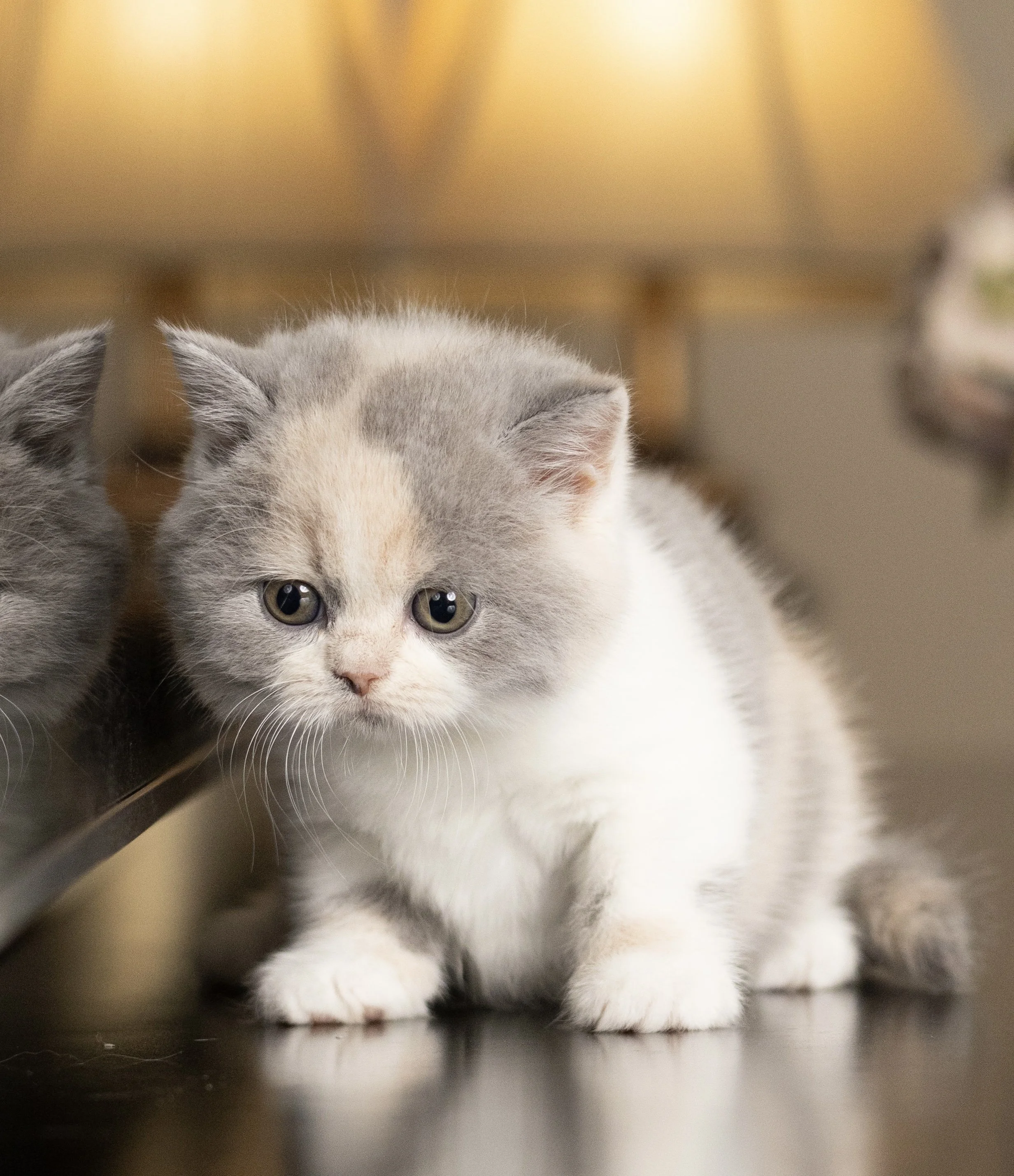 Tortie British Shorthair kitten from HoneyDream Cattery -Georgia USA