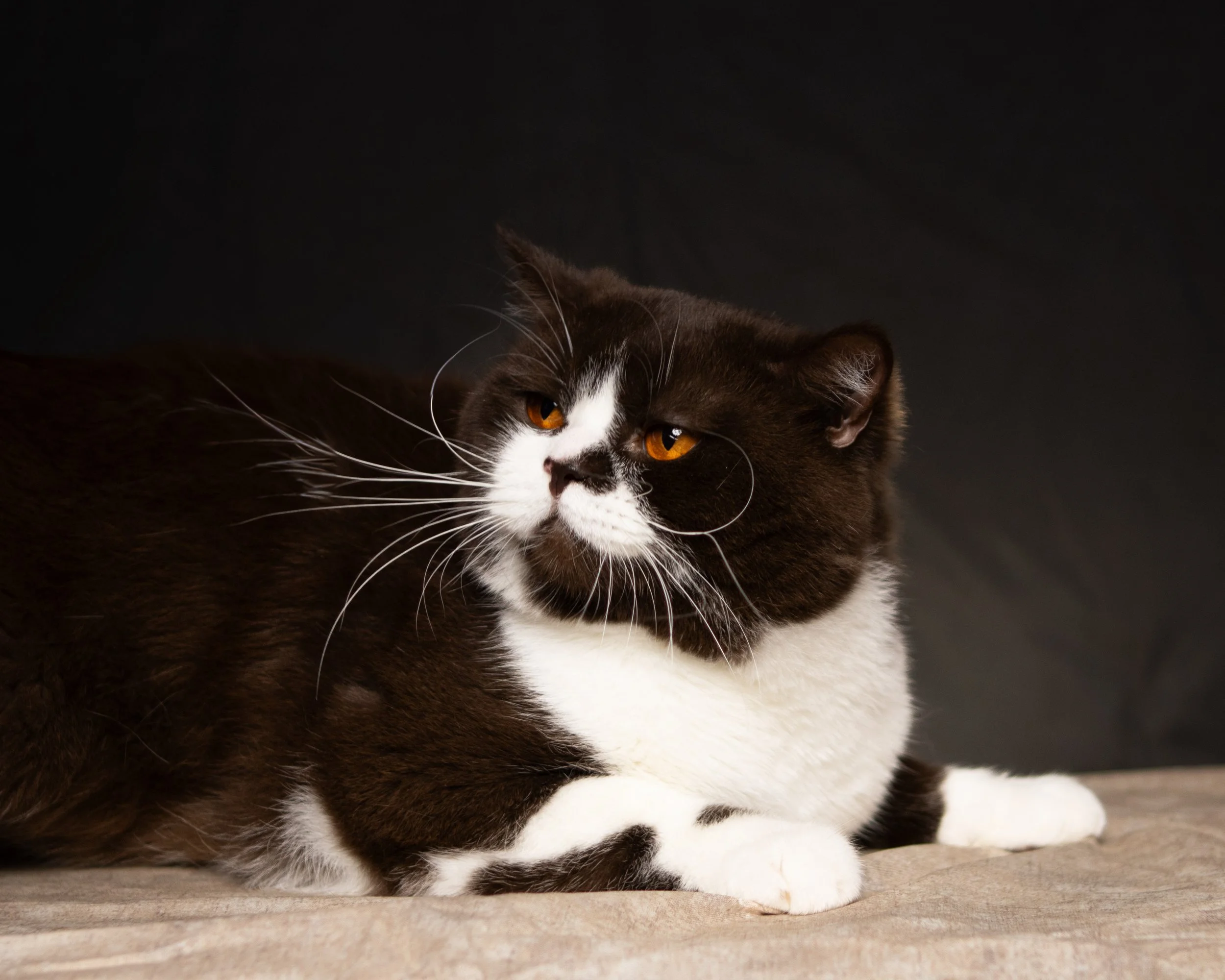 Paco 17-Aug-2025-8.jpg