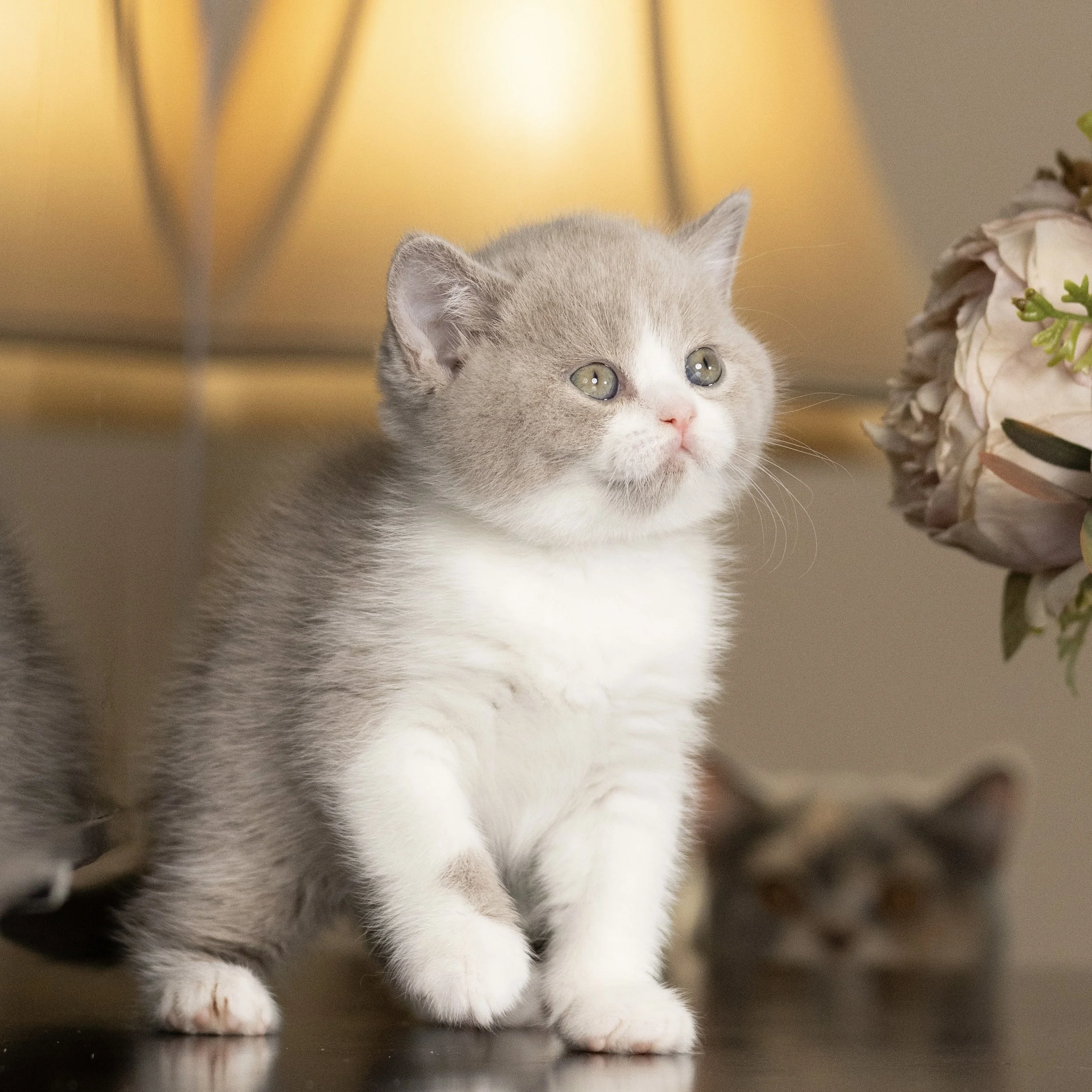 Fawn bicolor British Shorthair kitten from HoneyDream Cattery -Georgia USA