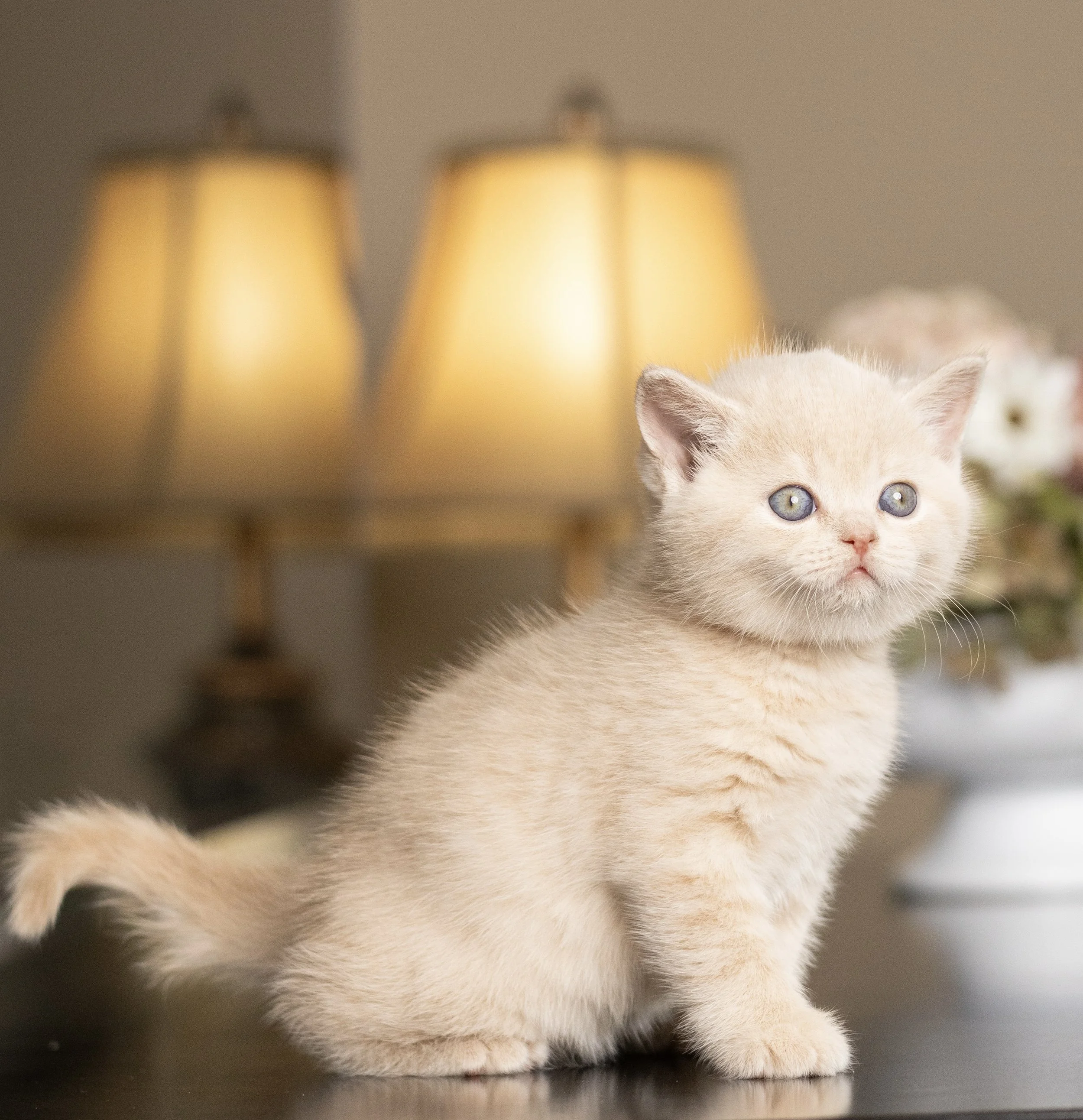 Ceream British Shorthair kitten from HoneyDream Cattery -Georgia USA