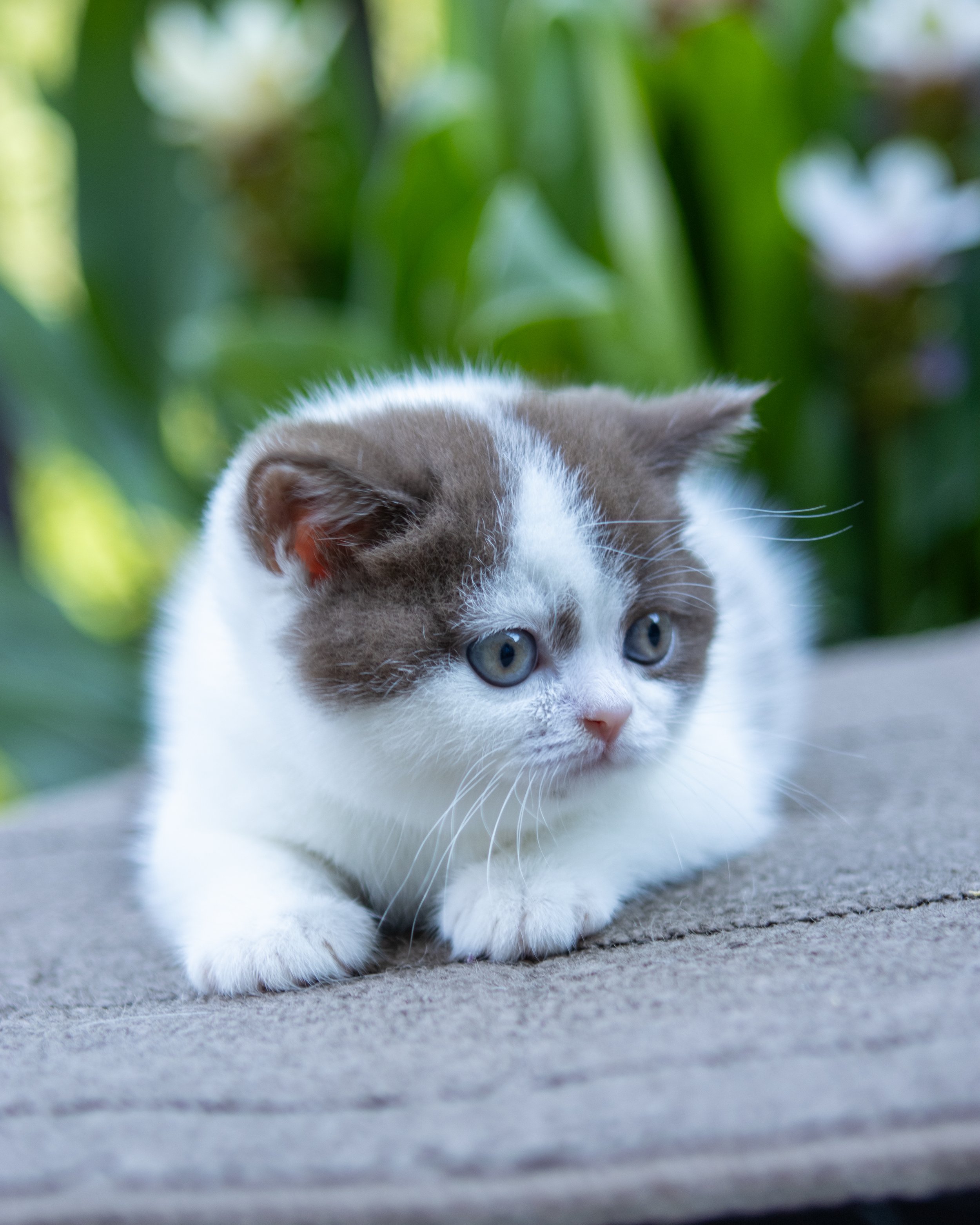 Litter J 6-July-2025-26.jpg
