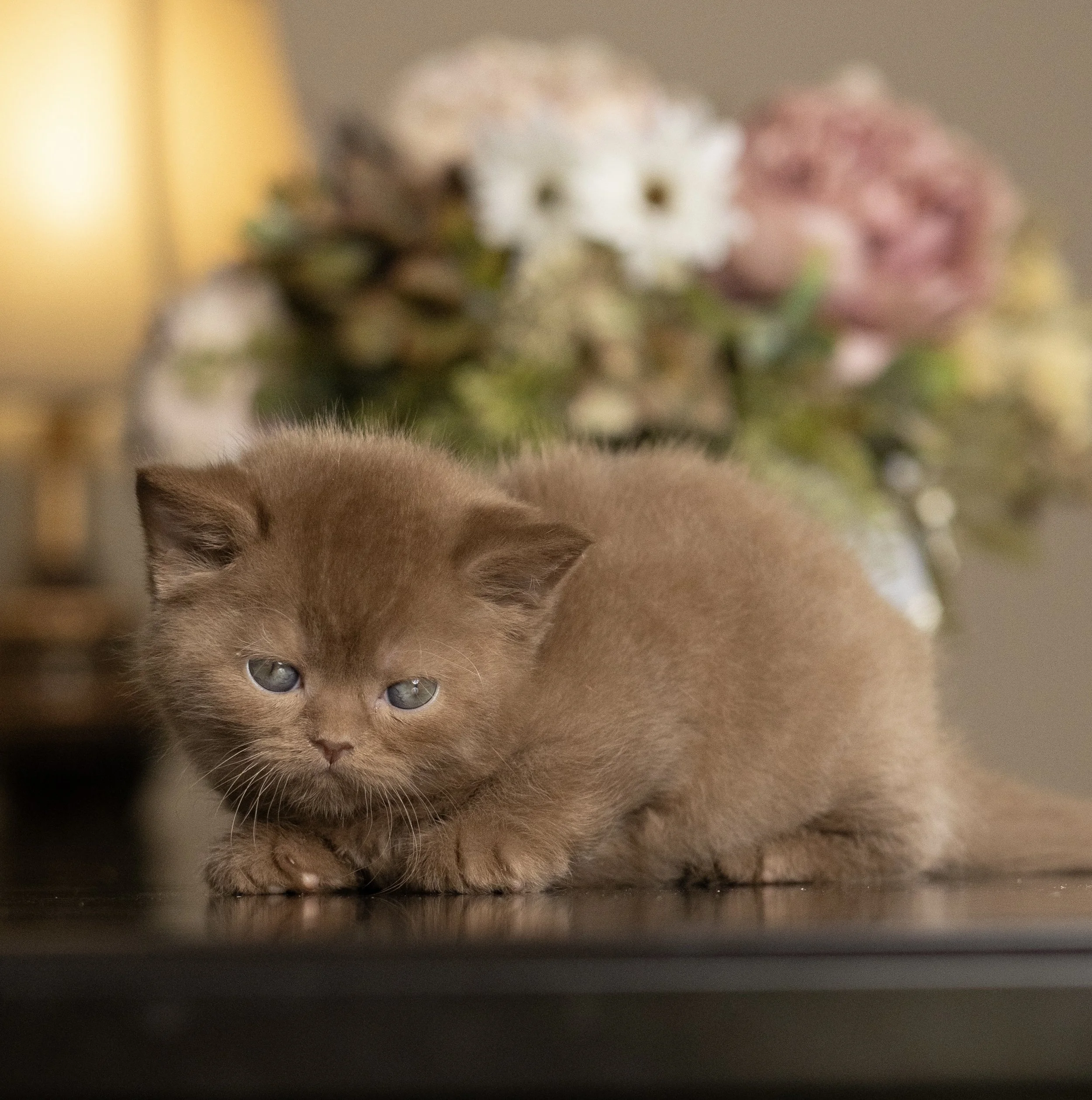Cinnamon British Shorthair kitten from HoneyDream Cattery -Georgia USA