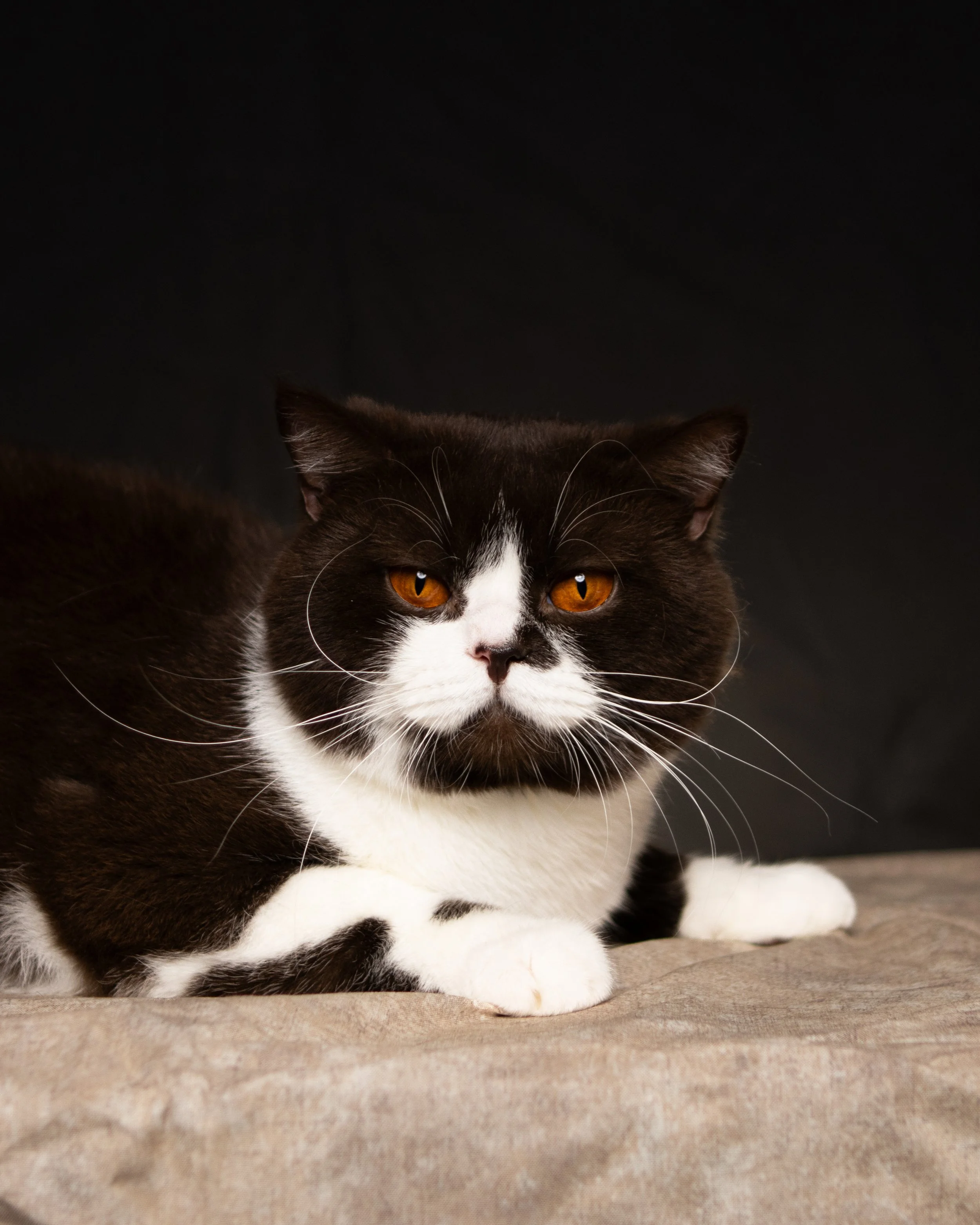 Paco 17-Aug-2025-9.jpg