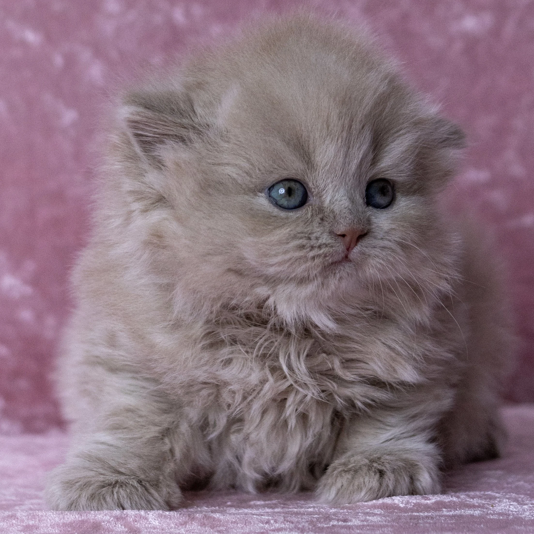 British Longthair kitten from HoneyDream Cattery -Georgia USA