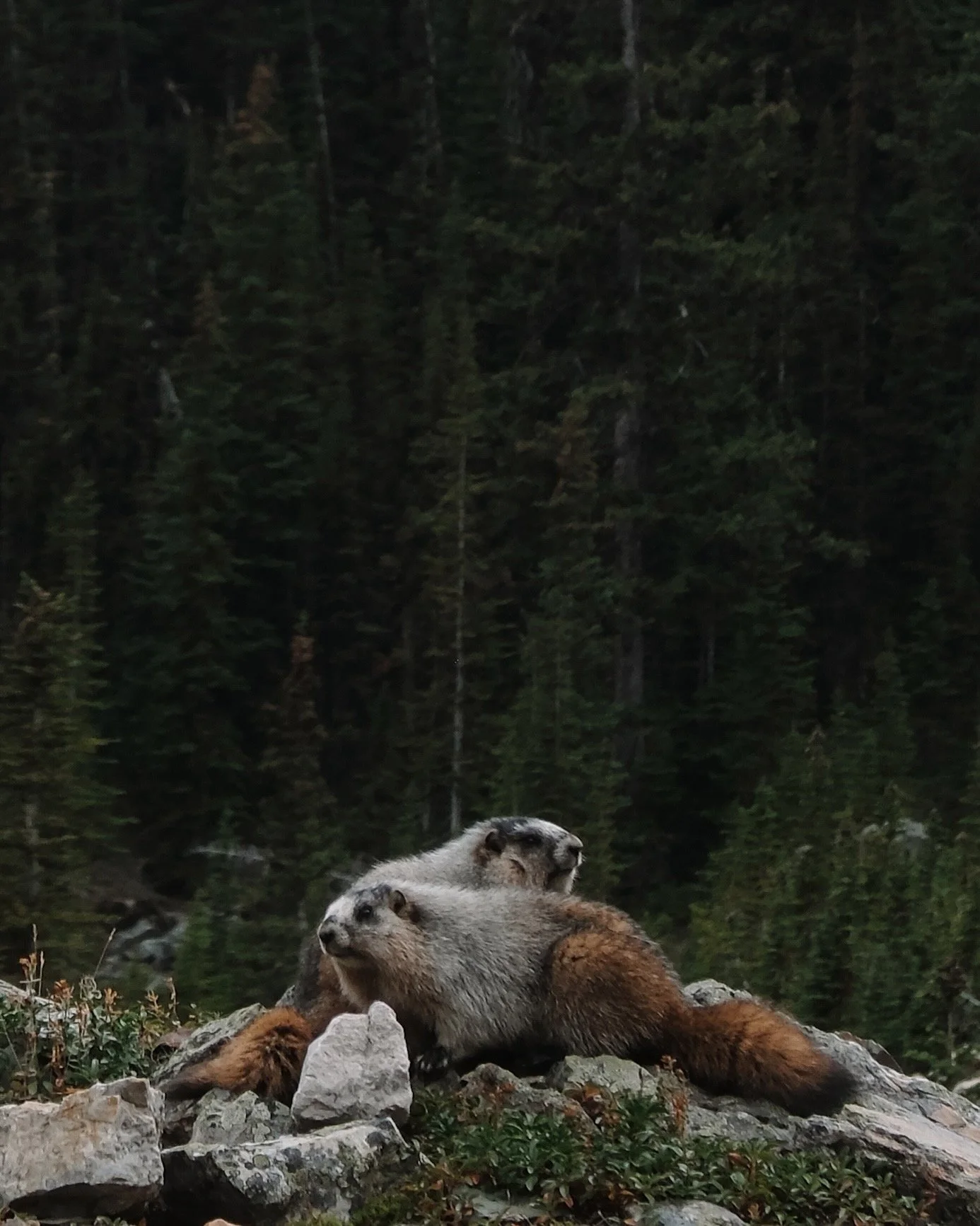 O'Hara 2025 - 354.jpeg