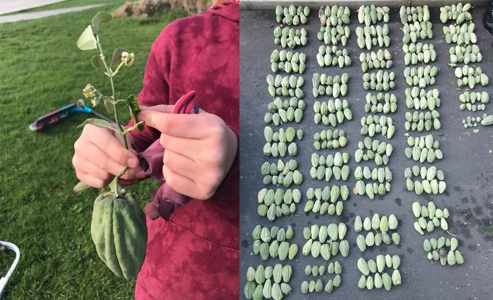 Moth Plant Competition – Ōrākei Local Board Schools