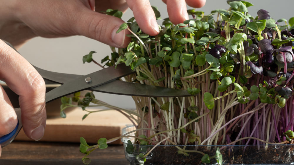 Grow Your Own Microgreens for Kids – St Heliers 
