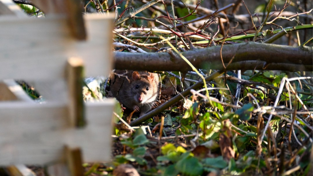 Pest-free composting workshop – St Heliers 