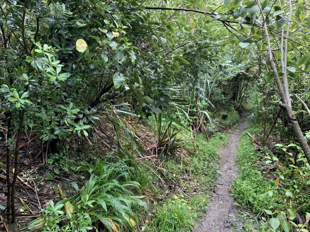 Selwyn Bush Community Volunteer Day