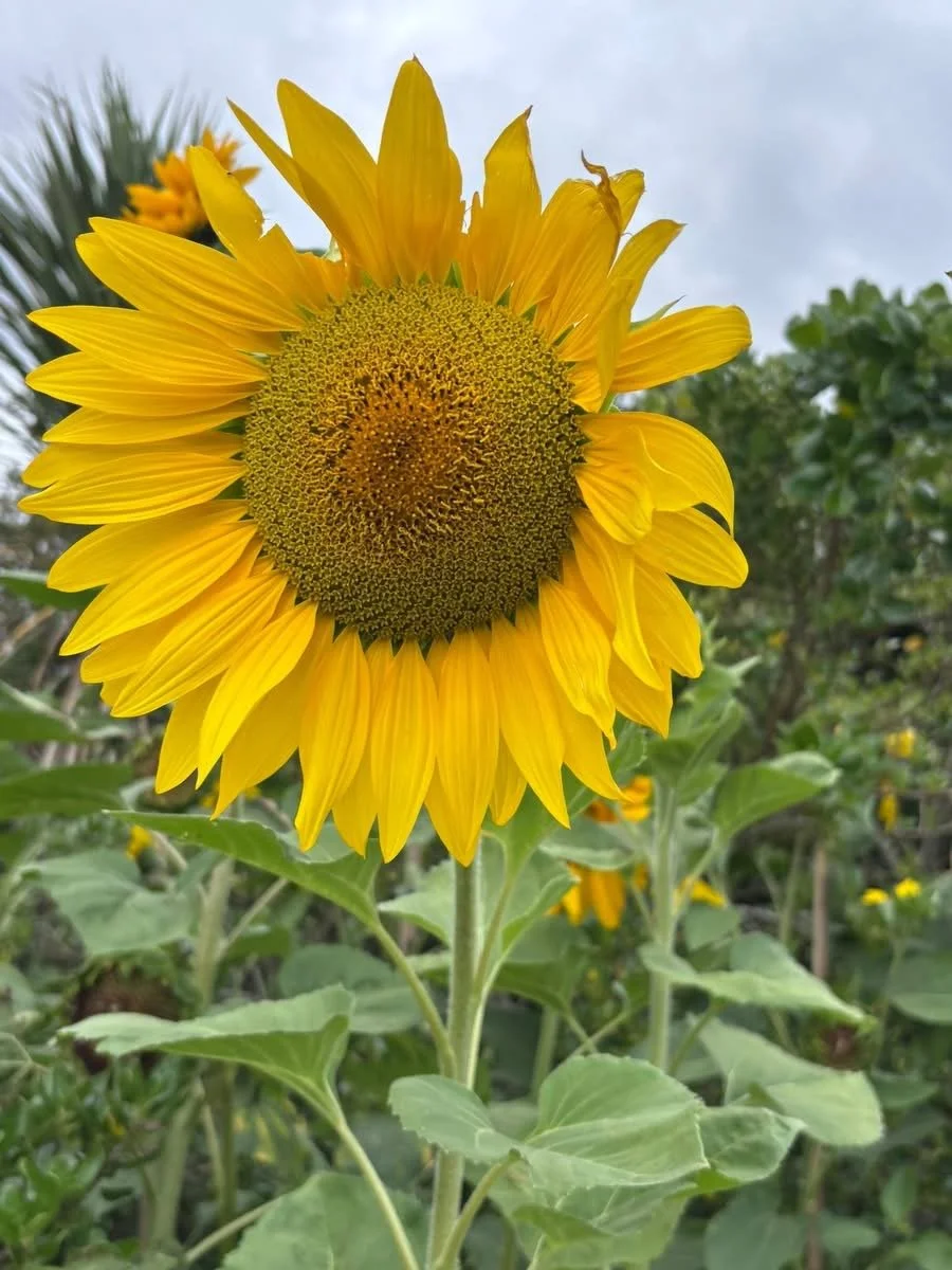 Learn to Love Your Path – Info Session