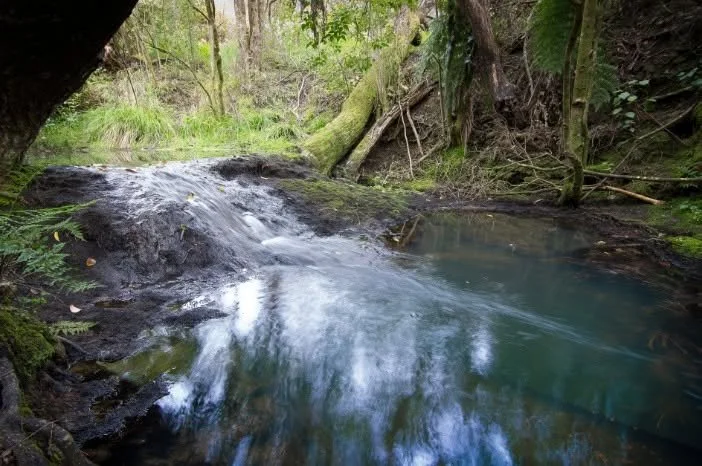 Pourewa Valley Planting