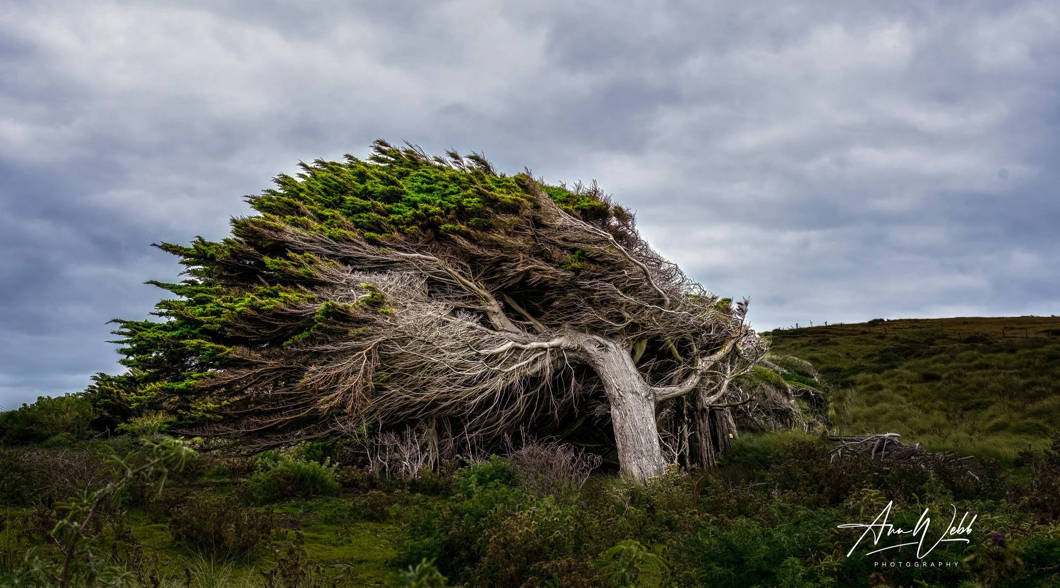 It gets windy in Bluff!