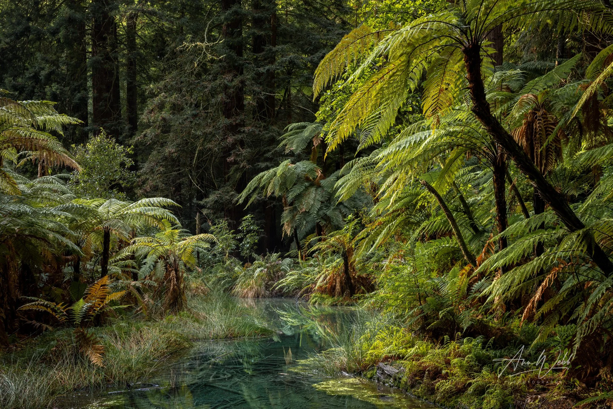Pool Reflections in the Redwood Forest, Rotorua, NZ