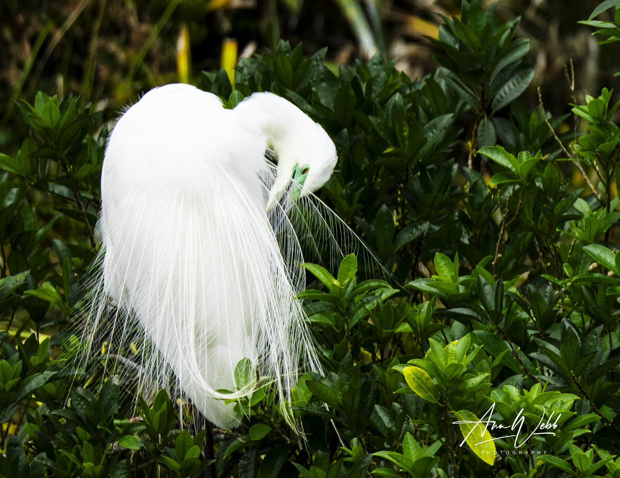 Kōtuku White Heron preening.jpg