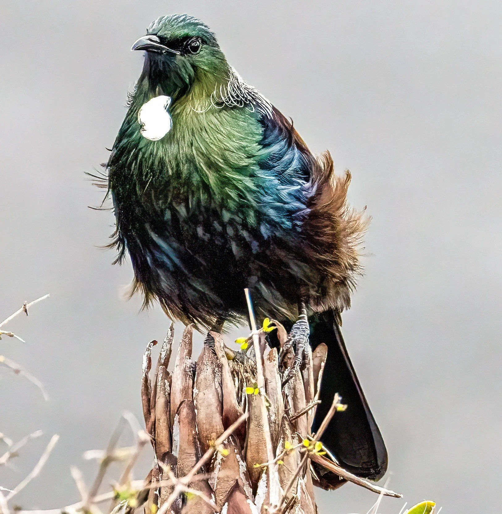 Tūī, Feathers in the Wind
