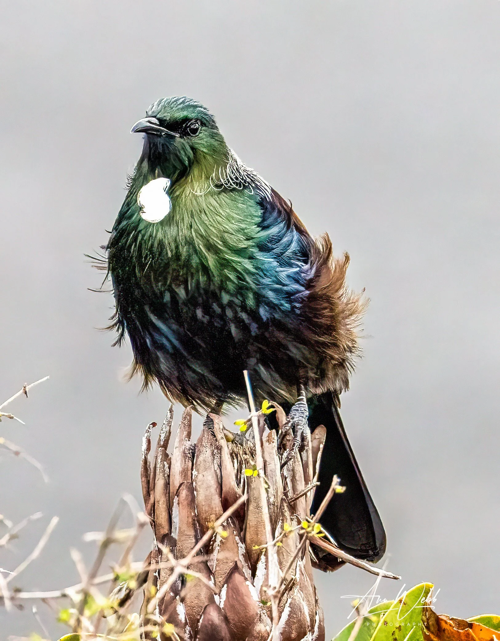 Tūi in the wind.jpg