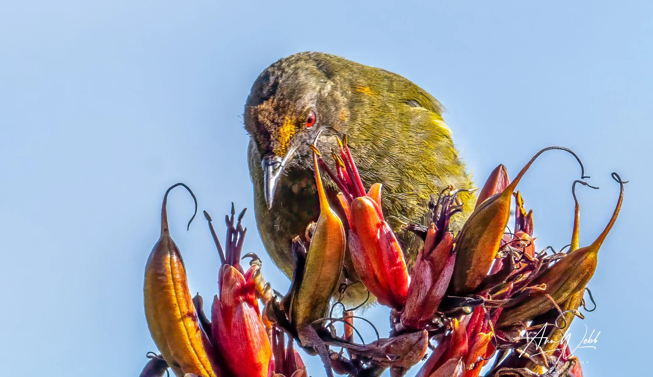 Korimako (Bellbird), Motupōhue
