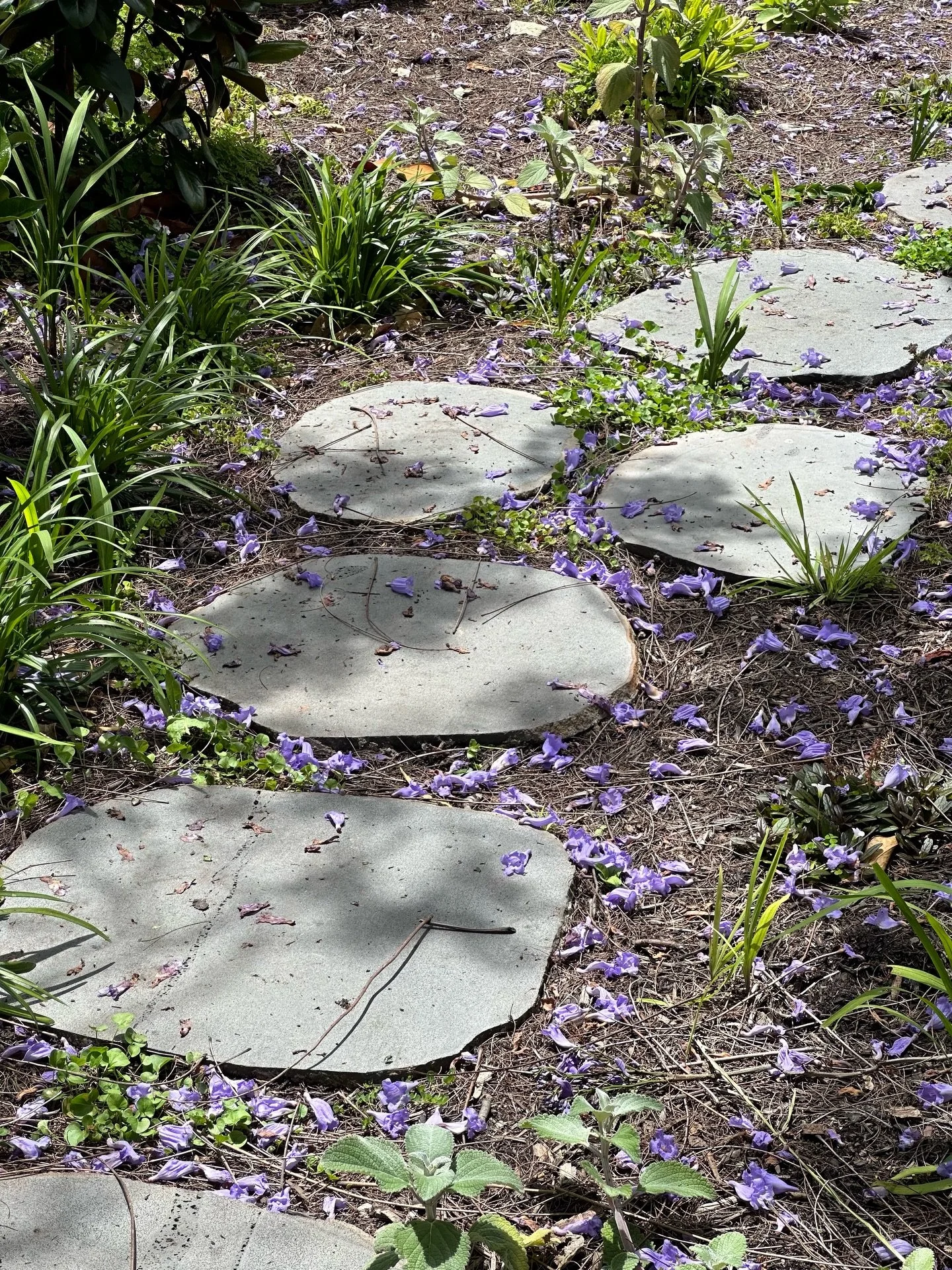 Jacaranda House in full bloom! 

Design: @studiojosephine 
Build: @rthartleyconstructions 

#studiojosephine 

#interiorarchitecture #melbourneinteriors #melbourneinteriordesign #interiordesign
