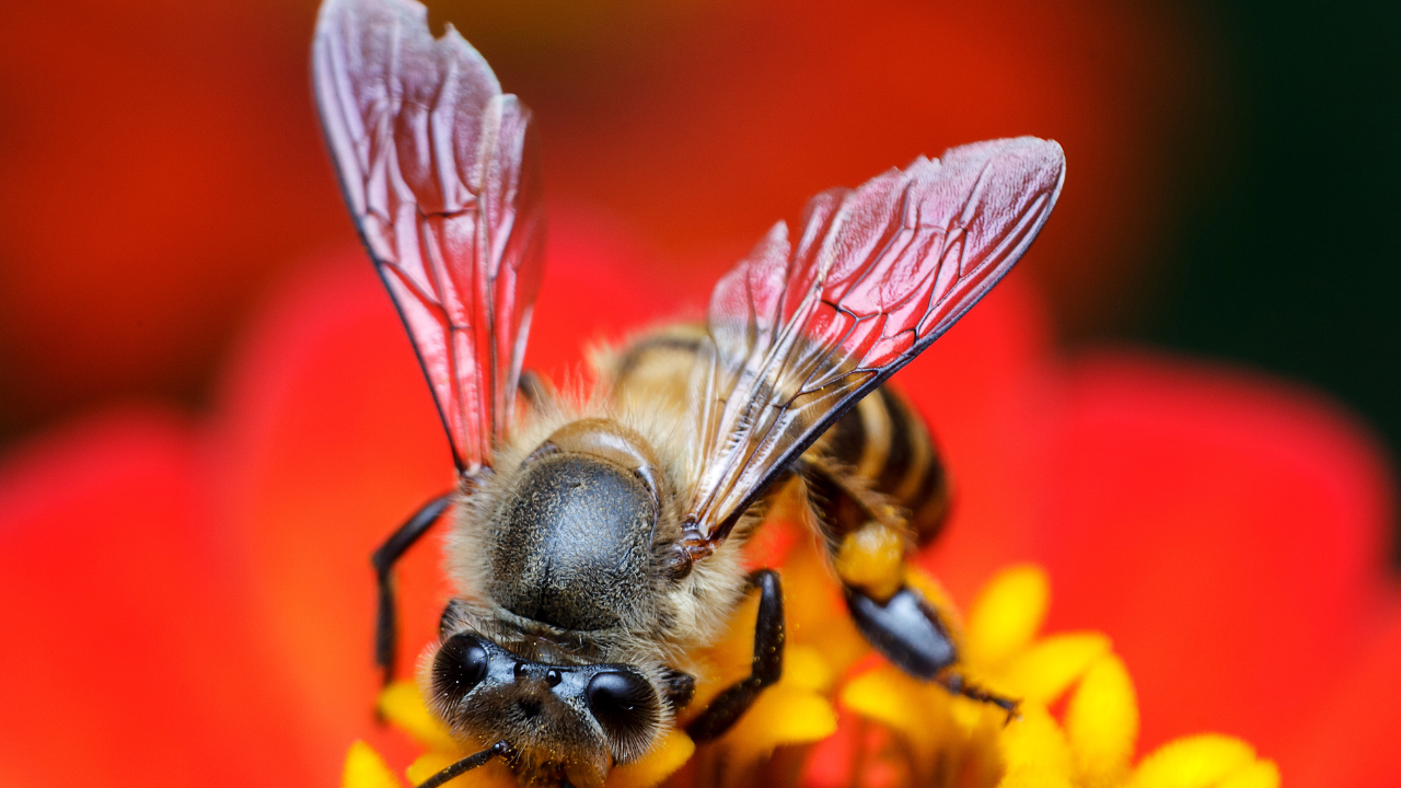 the-fascinating-world-of-honeybees-uncovering-the-intricacies-of-their