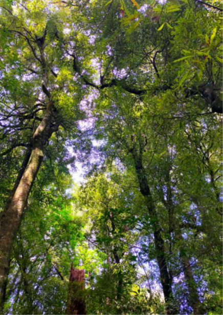 Guide to growing native tall tree species, seed sourcing and ecosourcing (Te Uru Rākau – New Zealand Forest Service)