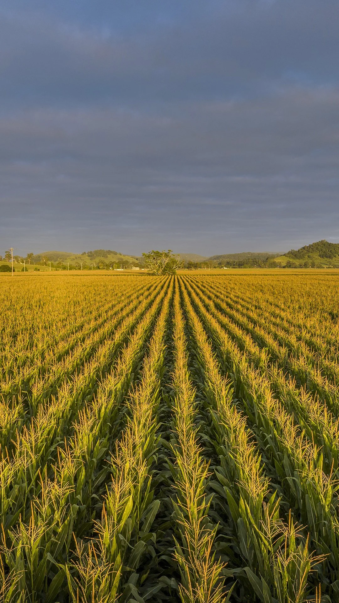 Lismore Corn Farm Pioneers Seeds