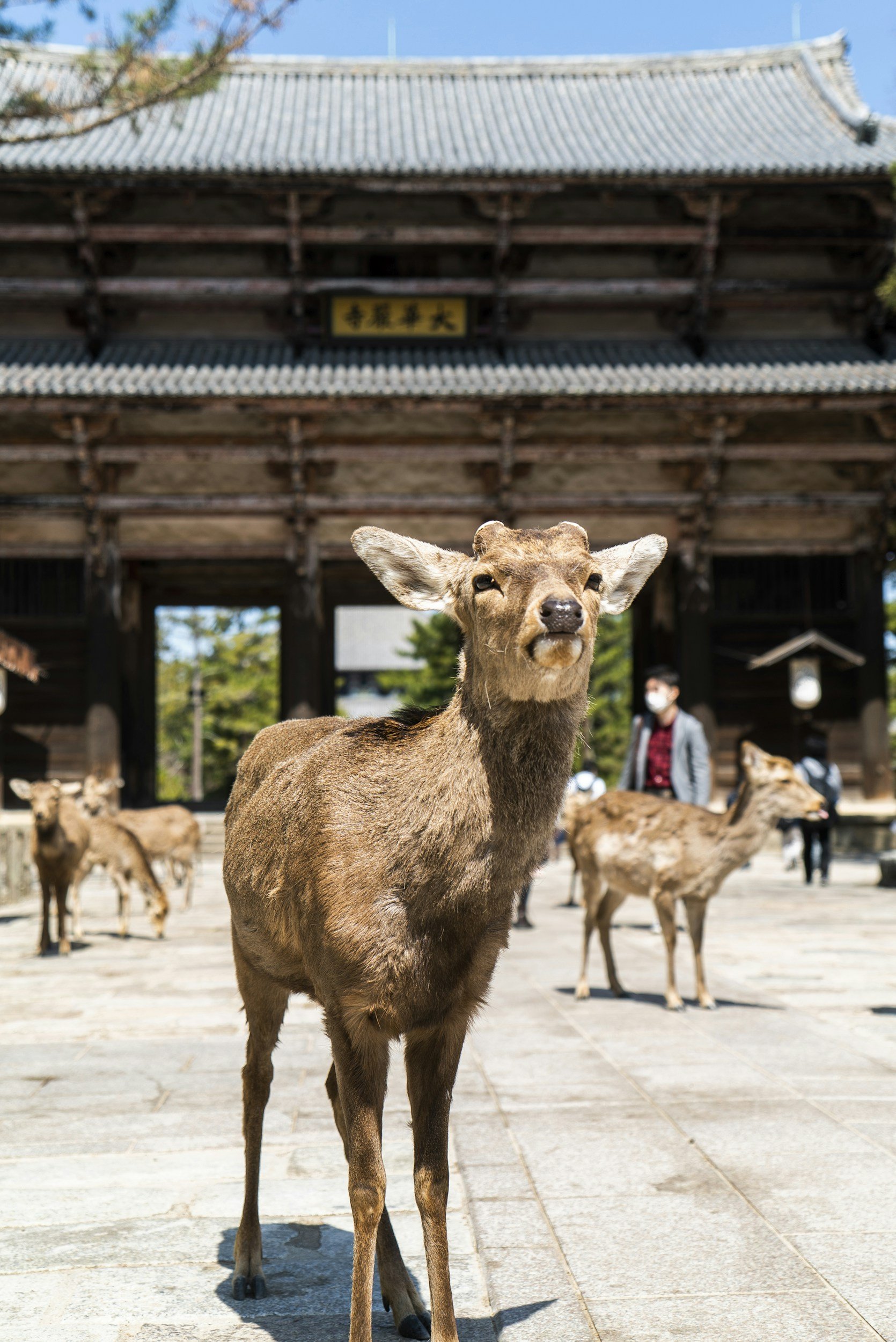 Deer in Nara Park
