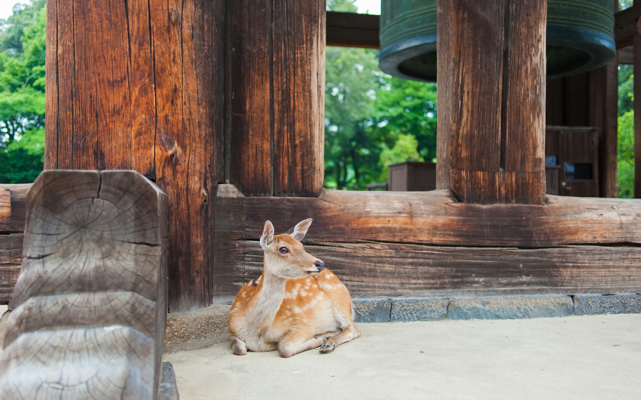 Deer in Nara Park