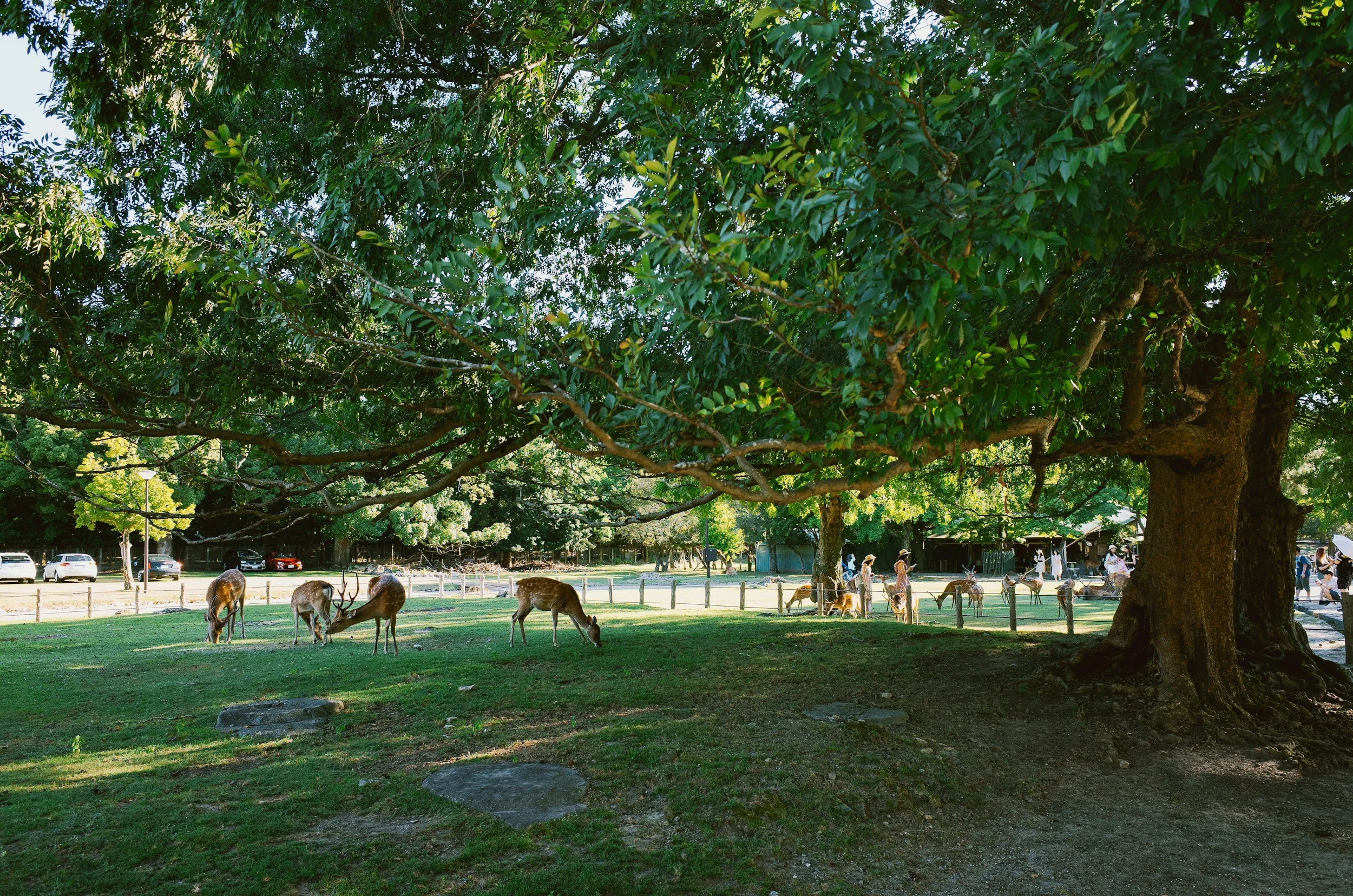 Multiple Deer Grazing in Nara Park