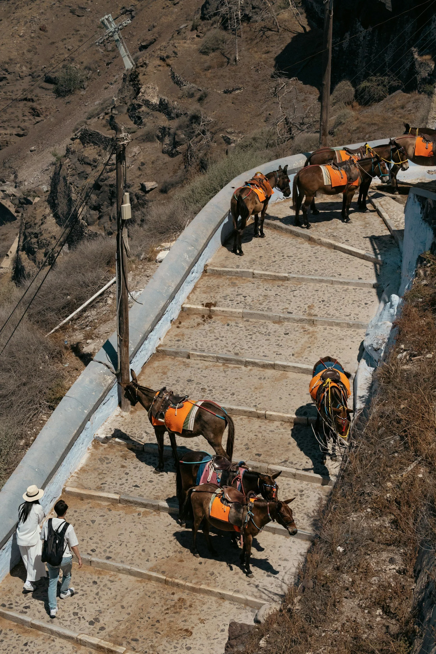 Santorini Donkeys