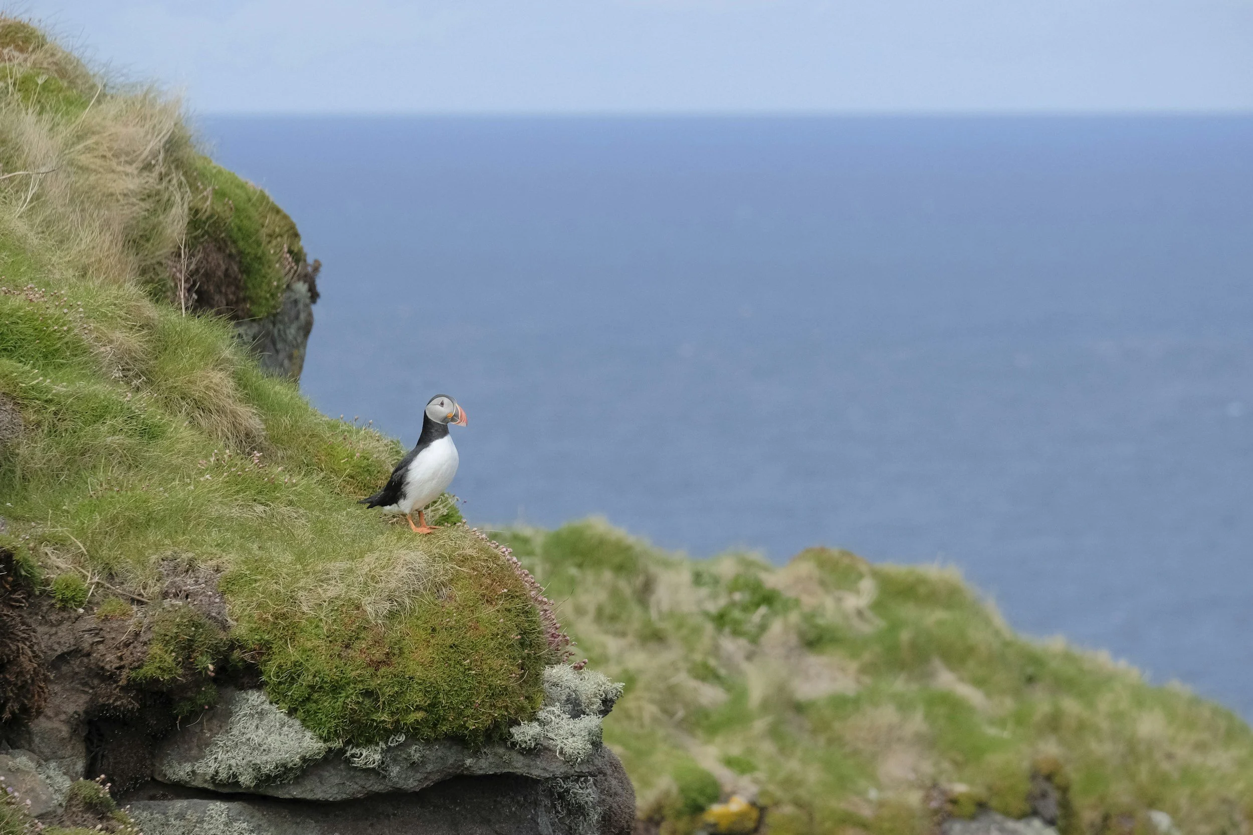 Látrabjarg Bird Cliffs, Iceland