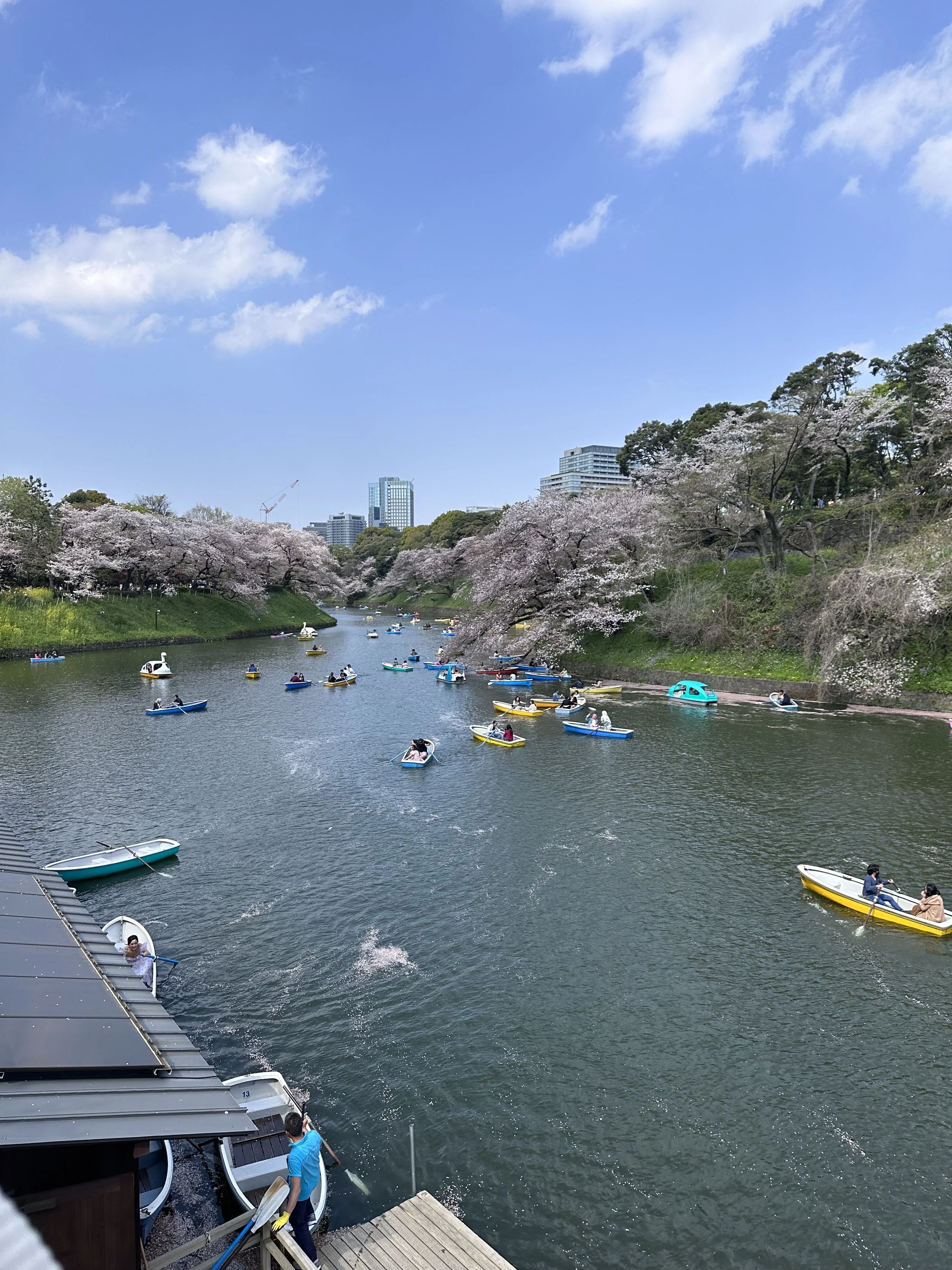 Chidorigafuchi Moat, Boats and Cherry Blossoms