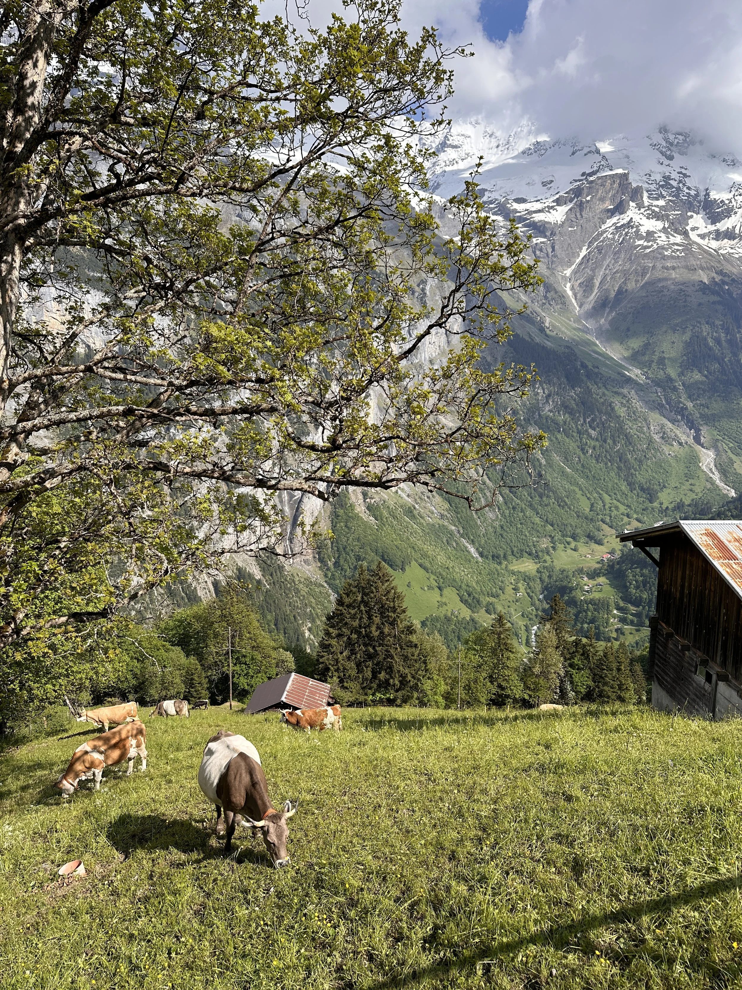 Cows Grazing on Hillside in Gimmelwald
