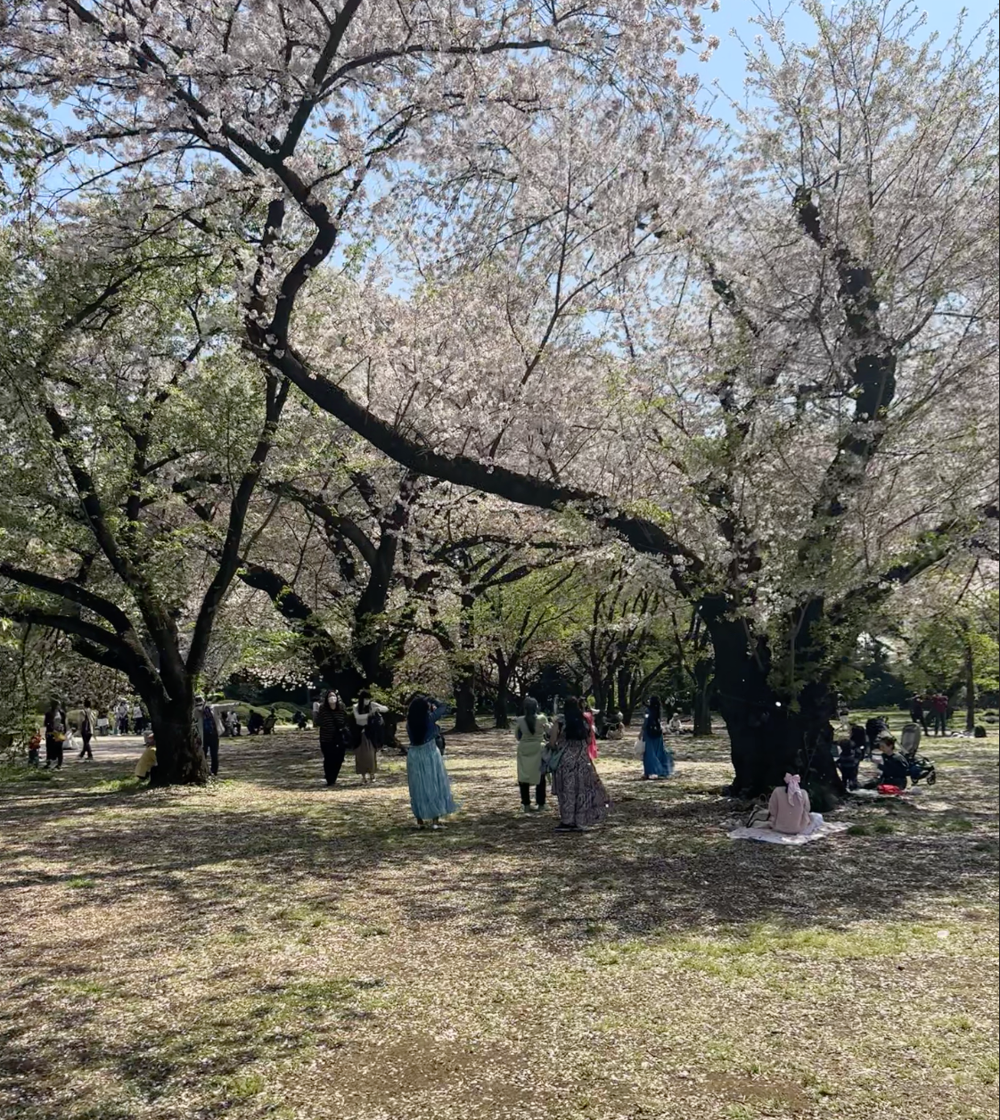 Shinjuku Gyoen in Cherry Blossom Season, Tokyo