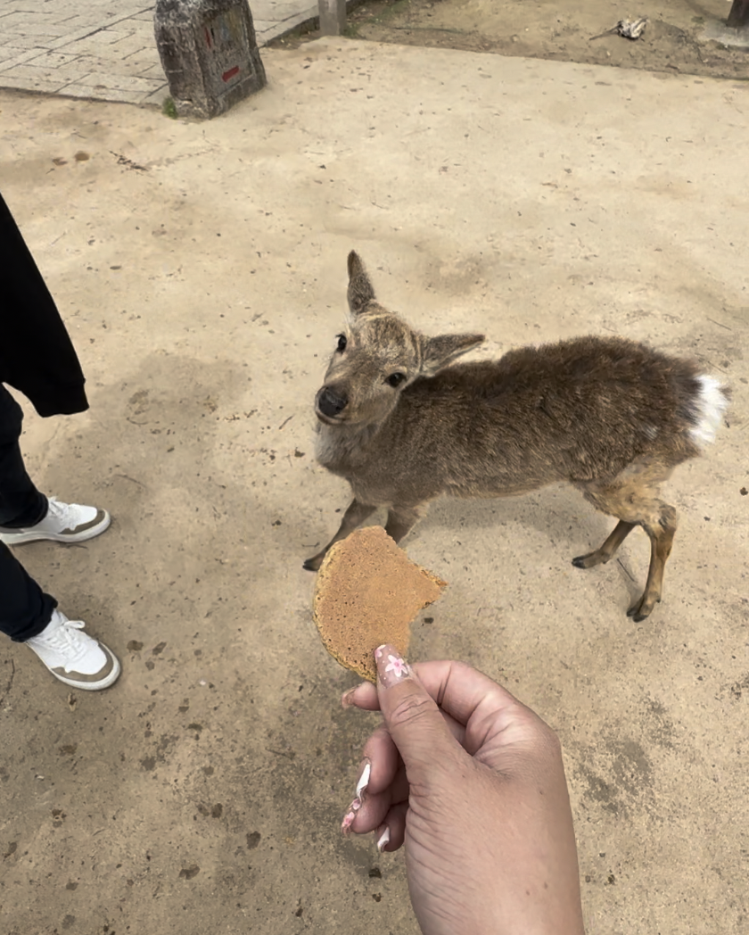 Feeding a Deer in Nara Park