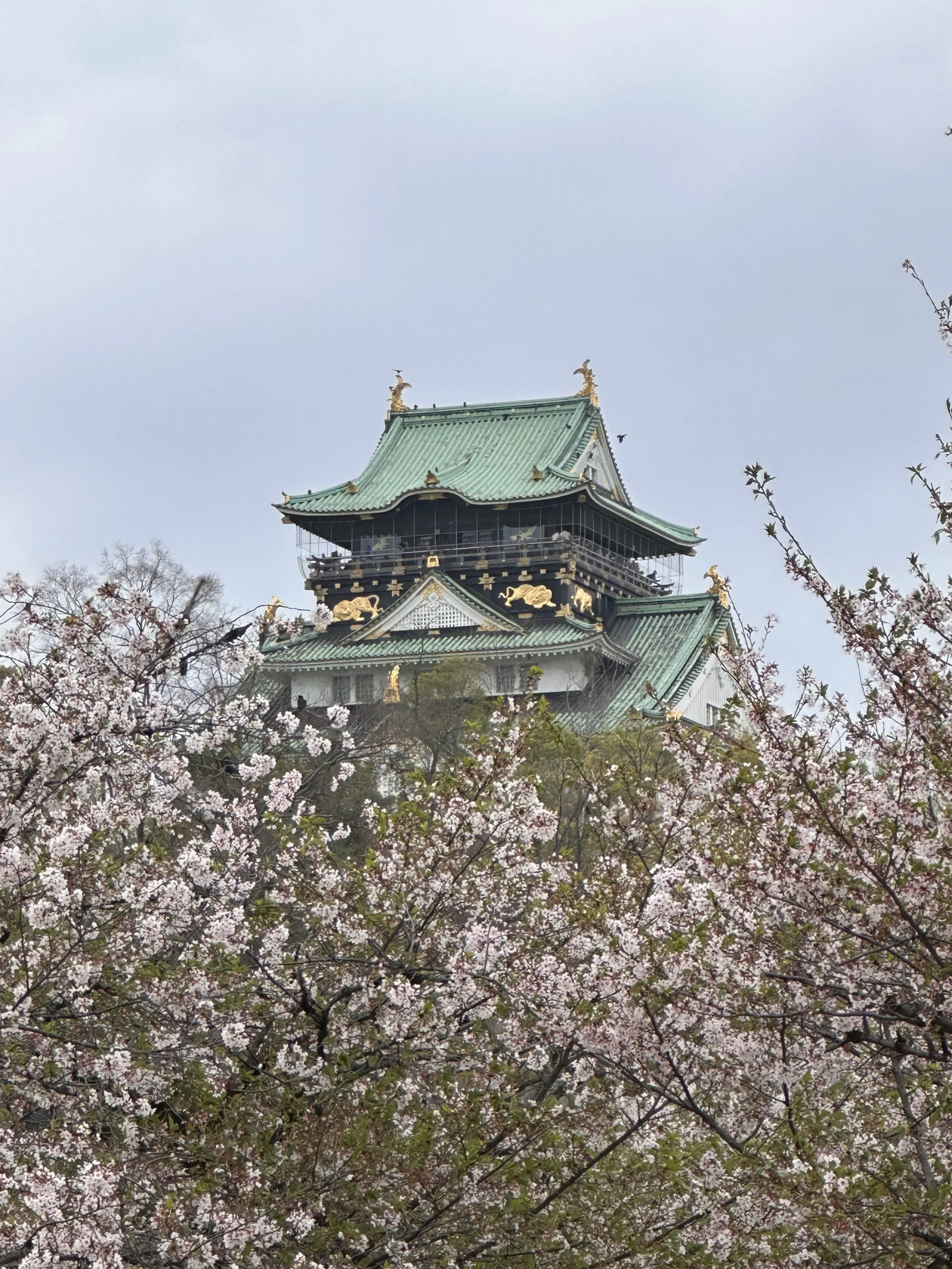 Osaka Castle with Cherry Blossoms