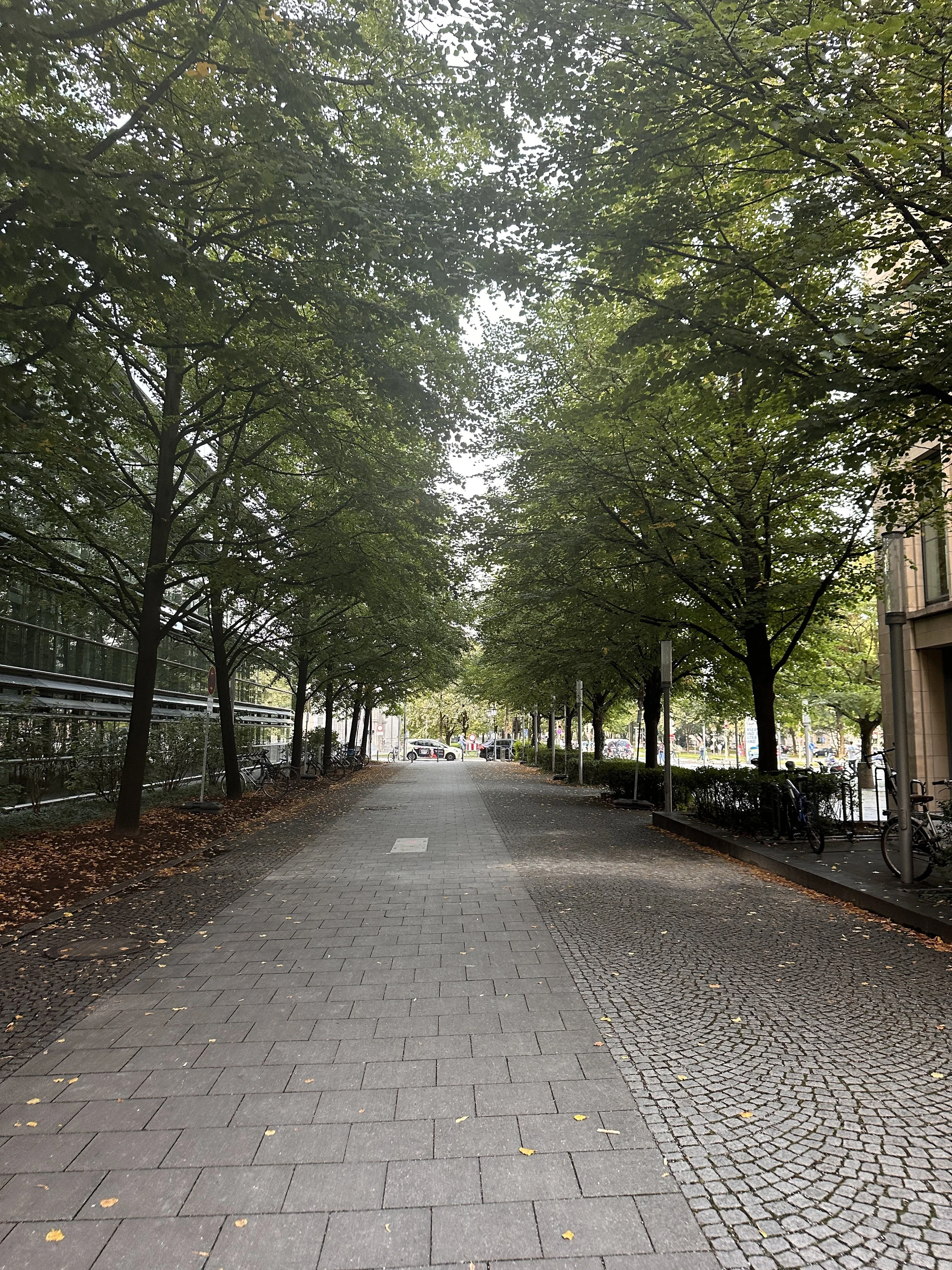 Tree-Lined Street, Munich