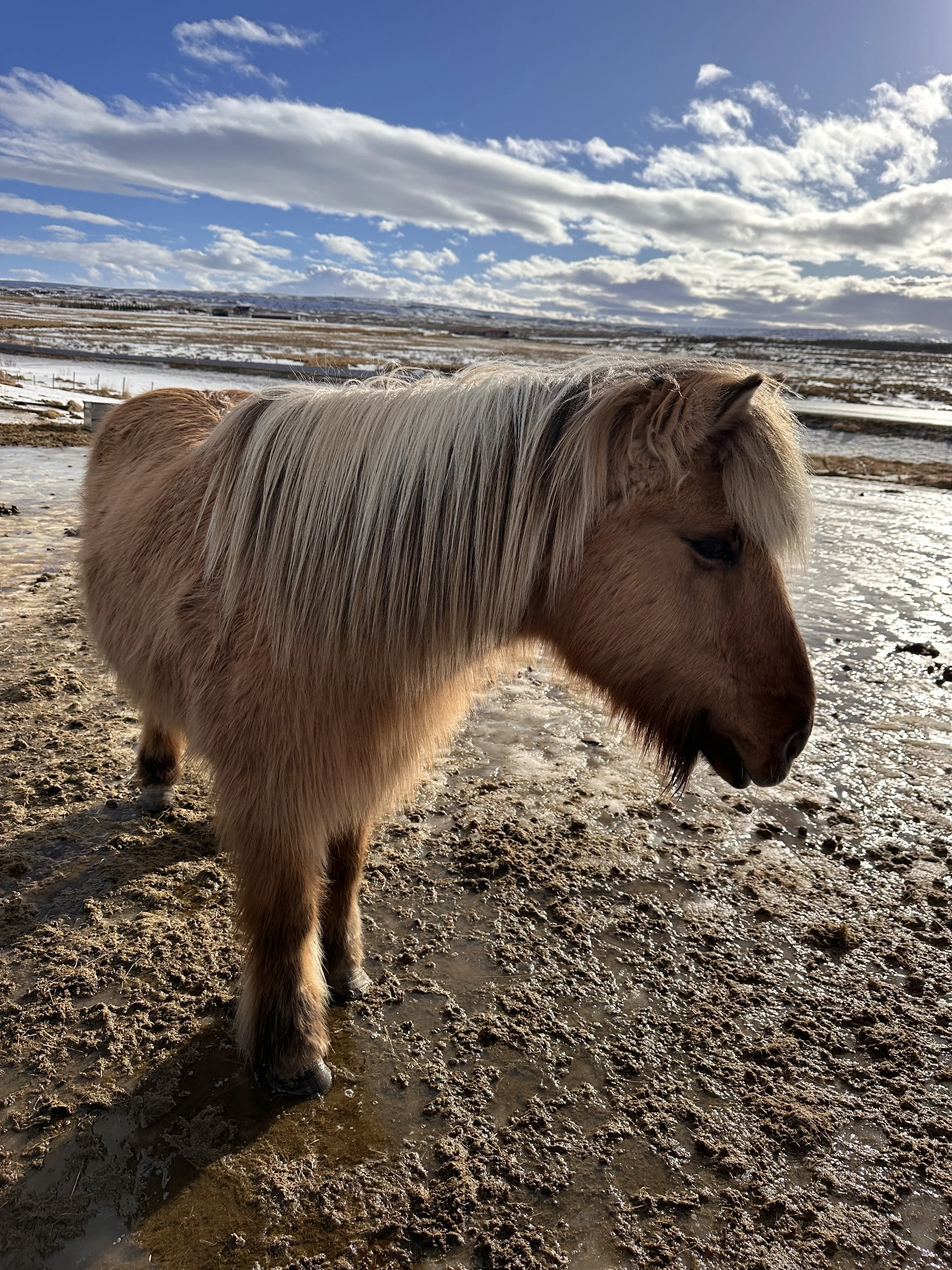 Icelandic Horse
