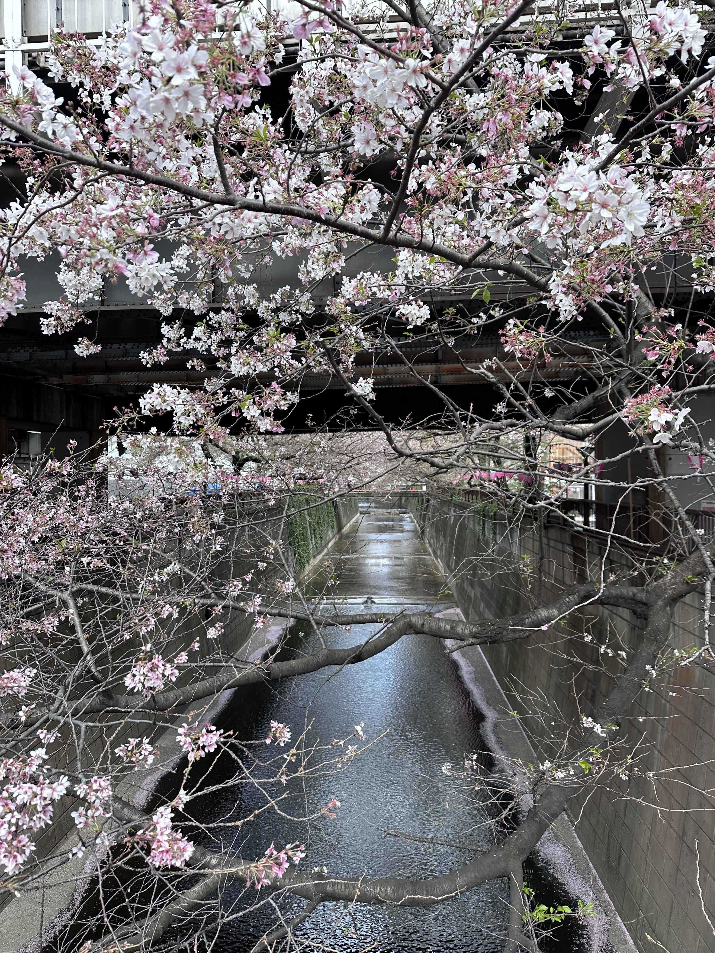 Nakameguro Canal with Cherry Blossoms