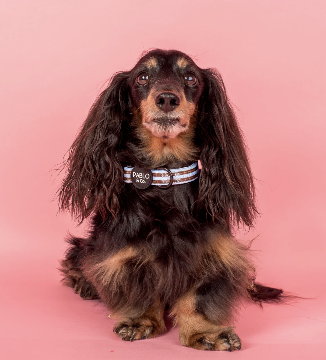 Pablo & Co Dog Collar: Sunday Stripes
