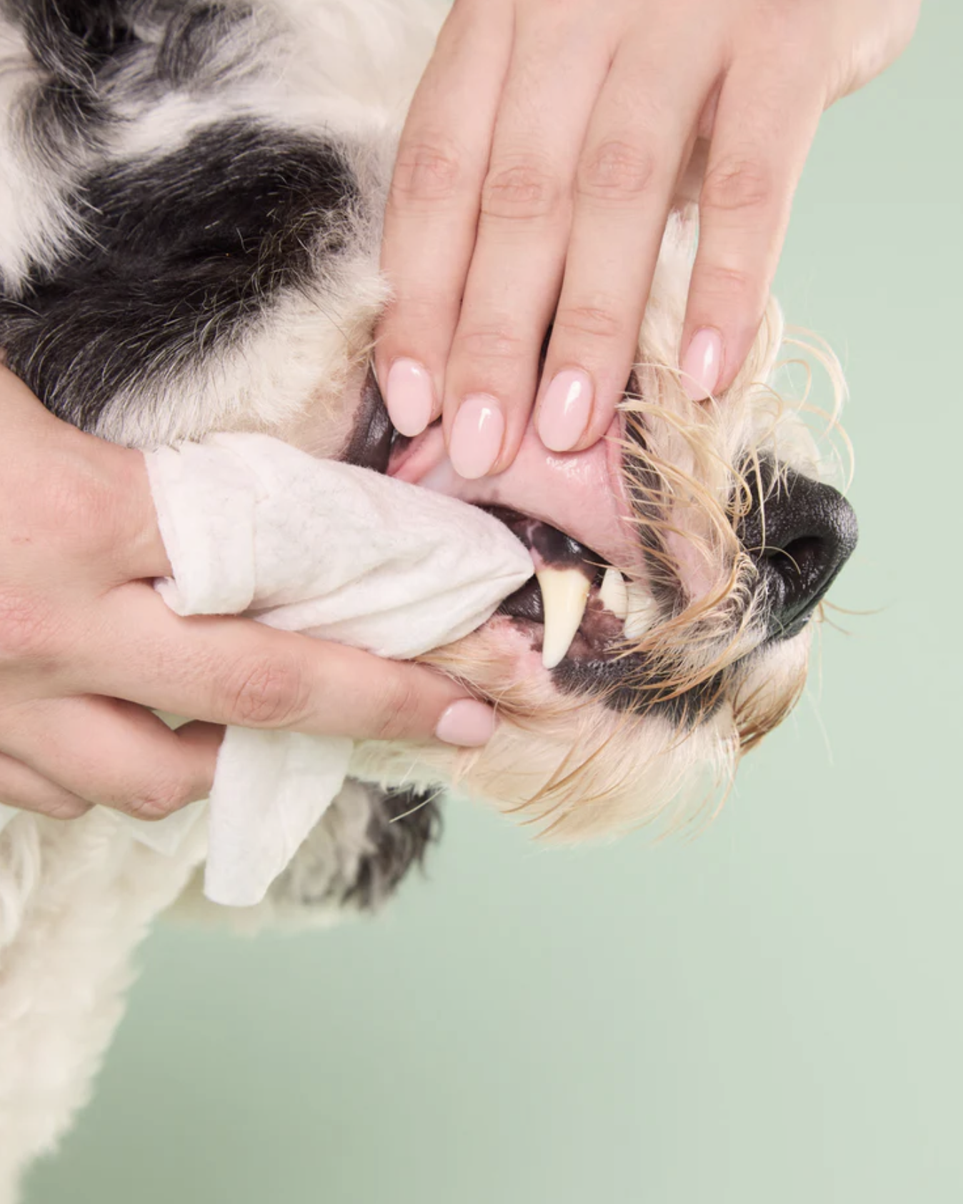 DOG by Dr Lisa Dental Wipes