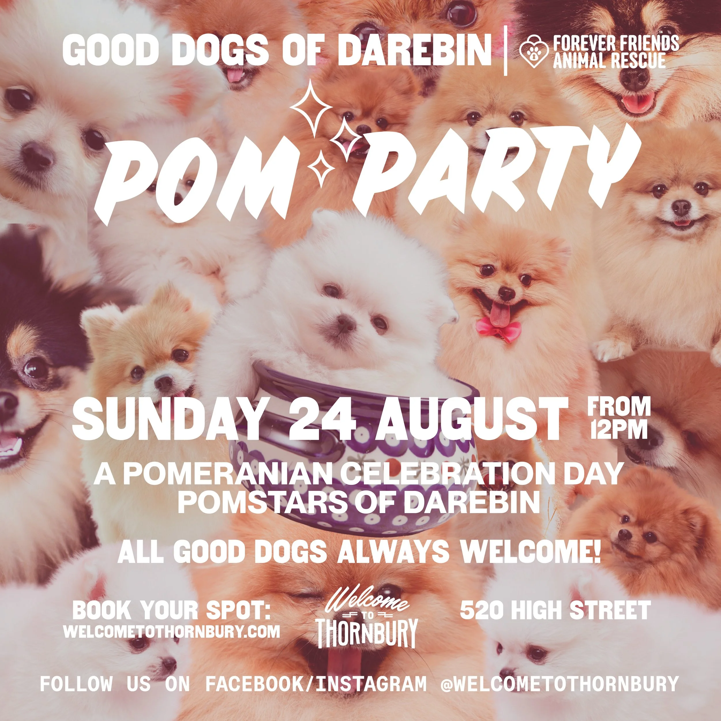 GOOD DOGS OF DAREBIN —POM PARTY: POMERANIAN EDITION