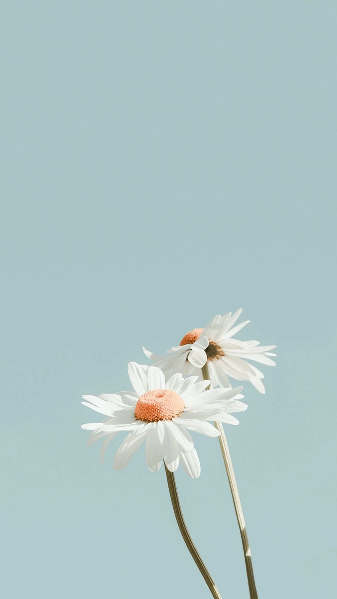 Two daisies with white petals and orange centers against a plain light blue background.