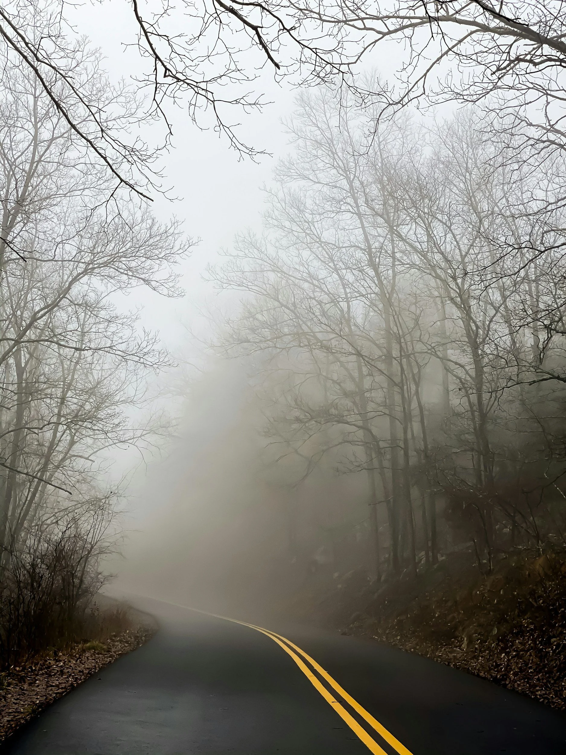 A foggy forested area with a winding road and bare trees on either side.