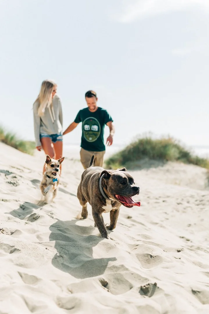 A man and woman walking dogs on a sandy beach with dunes and bushes, smiling and enjoying a sunny day.