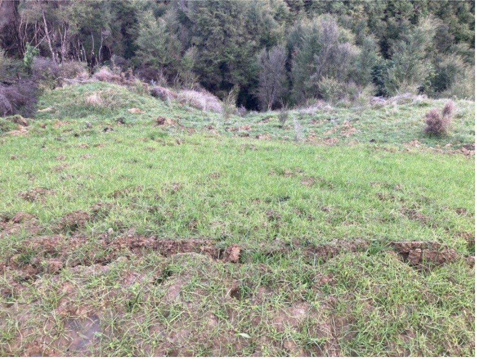 Kanuka regrowth starting below Pourau Road. Note the crack in the top of the embankment