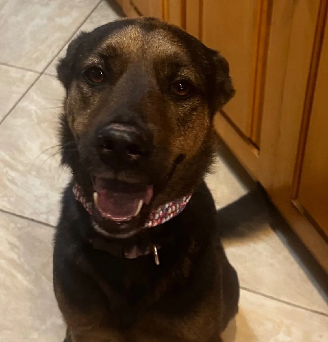 From Rescue to Ready: Buddy Models Our New Paracord Collars